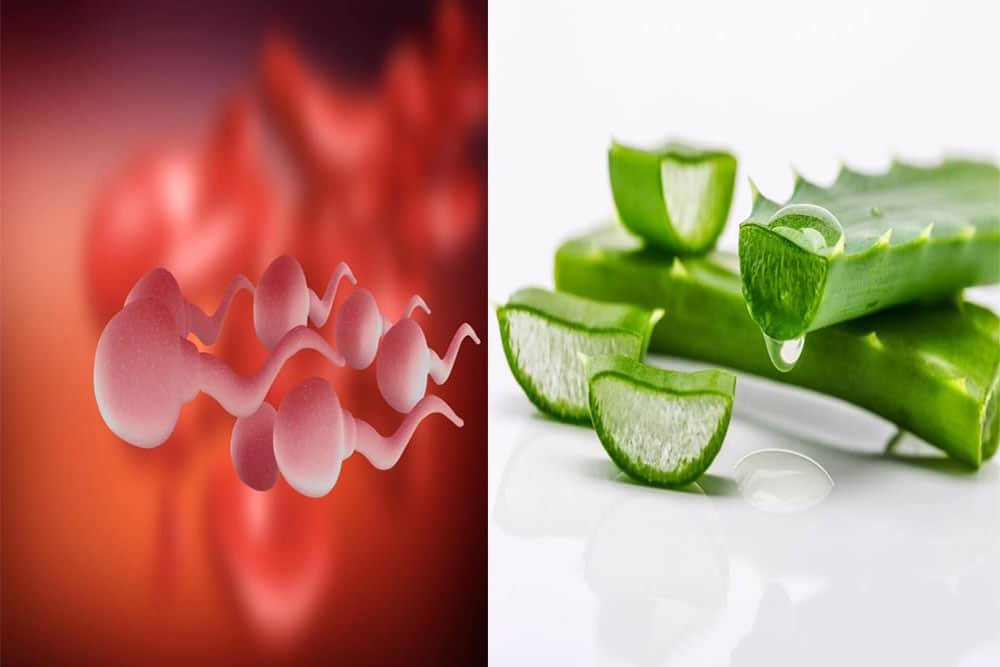 How to Use Aloe Vera for Erectile Dysfunction
